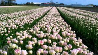 The most beautiful flower fields in Holland Holland faces flower fields [upl. by Nolek]