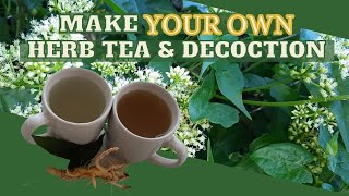 How to Make HOMEMADE Herbal Tea amp Decoction Tea From YOUR Garden Herbs  Earths Medicine [upl. by Aicilec]