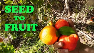 Can You Grow Citrus From Seed  Is It Even Worth It [upl. by Ladnik373]