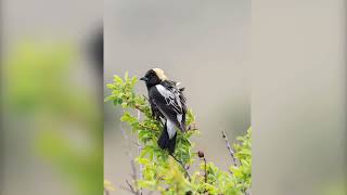 Malheur NWR amp Harney County May 24’  Bird Photography [upl. by Lesser]