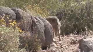 Arizona Sonora Desert Museum Coyote Cougar Prairie Dogs Desert Animals Tucson Arizona USA [upl. by Adranoel140]