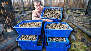 Harvesting 1000s of morel mushrooms in the Canadian wildfire wilderness [upl. by Naired519]