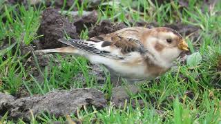 Snow Bunting on Rathlin Island [upl. by Mariska]