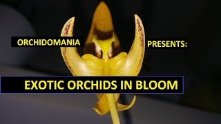 Orchidomania Presents Exotic Orchids in Bloom [upl. by Nuawd]