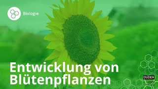 Entwicklung von Blütenpflanzen – Biologie  Duden Learnattack [upl. by Flowers290]