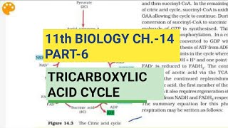 Class 11 BiologyCh14 Part6Tricarboxylic Acid CycleStudy with Farru [upl. by Notsur272]