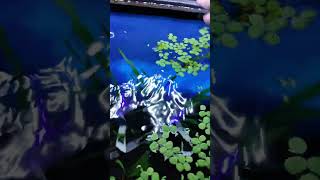 Salvinia Minima  A Great Duckweed Alternative [upl. by Eelrak]