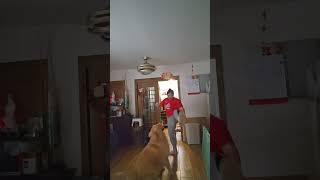 exercise with my Mr luby goldenritriever doglover [upl. by Mcmullan]