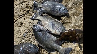 4k Near Jervis bay rock fishing with LBD ReelBiggest black drummer [upl. by Dnomso]