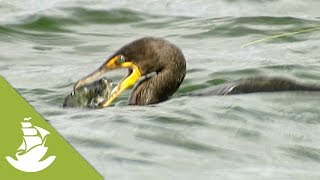 The Double Crested Cormorants [upl. by Nnewg636]