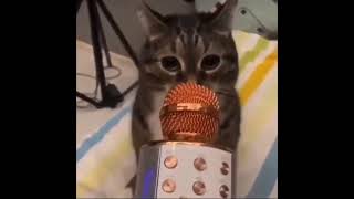 cat screaming in mic meme [upl. by Nwahsek140]