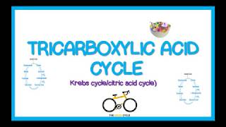 TRICARBOXYLIC ACID CYCLE KREBS CYCLE simplified [upl. by Ynej]