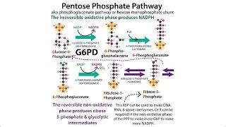 The Pentose Phosphate Pathway HMP shunt amp G6PD deficiency Favism [upl. by Calder616]