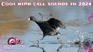 কালকুচ পাখির ডাক  Coot bird call sounds  fishermanbd9055 [upl. by Stormi951]