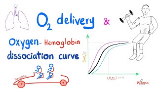 OxygenHemoglobin Dissociation Curve  Oxygen Transport to Tissue  Respiratory Physiology [upl. by Burhans934]