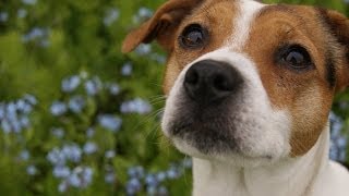 DanishSwedish Farmdog Cute and funny dog Full HD [upl. by Soisinoid461]