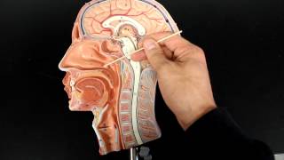 RESPIRATORY SYSTEM ANATOMY Air flow from the nose to laynx 12 head model [upl. by Adnawak]