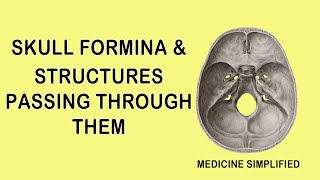 SKULL FORAMINA AND STRUCTURES PASSING THROUGH THEM  CRANIAL FORAMEN CONTENTS [upl. by Hameerak374]