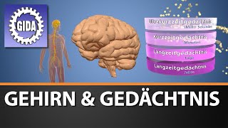 Trailer  Gehirn amp Gedächtnis  Biologie  Schulfilm [upl. by Nenney]