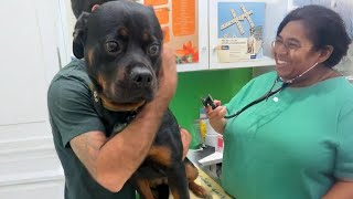 Even the Bravest Dogs need a little Comfort sometimes at Vet Funniest Dog Reactions [upl. by Eladnyl]