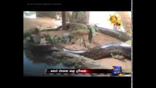 Anaconda eats her partner in Dehiwala [upl. by Christye]