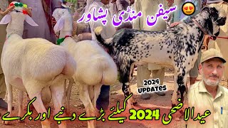 Bakra Dumba Mandi Peshawar 1852024 New Updates  Balkhi Sheep 2024 Price Eid Ul Azha Khyber Social [upl. by Valma628]