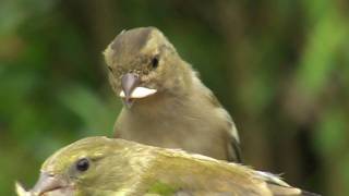 Bullfinch Chaffinch and Greenfinch Close Up [upl. by Mel]