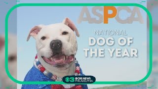 ASPCA declares South Jersey dog its National Dog of the Year [upl. by Leumel]