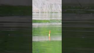 WATCH THE BOBBER fishing minnesota crappie crappiefishing spring fish [upl. by Kushner]