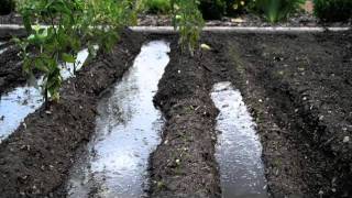 Surface Irrigation at Alices Garden [upl. by Monah]