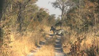 Zebra Taken with the 250 gr LEVER RAPTOR by Cutting Edge Bullets [upl. by Nosnhoj]