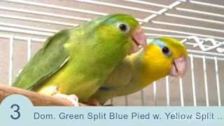 Parrotletbirds quotTop 10 Parrotlet Breeding Pairsquot Parrotletbirds [upl. by Maiga]