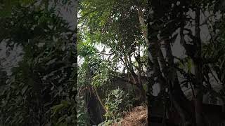 നെല്ലിക്ക viral treehouse treeoflife nellikkaachar nellikai malayalam fruits arogyasri [upl. by Livvy427]