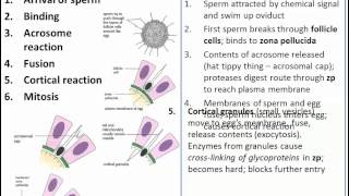 The Process of Fertilization IB Biology [upl. by Yvad]