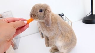 Meet Marshmallow My Adorable Holland Lop Bunny [upl. by Clovah]