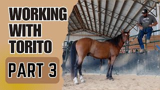 Working with Torito PART 3  Training Tuesday [upl. by Lengel]