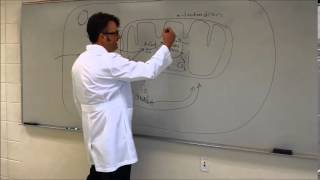 Aerobic and Anaerobic Cellular Respiration Mark 1  mistakes noted below [upl. by Zap]