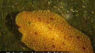 Polyclad Flatworms in Bocas [upl. by Oramug787]