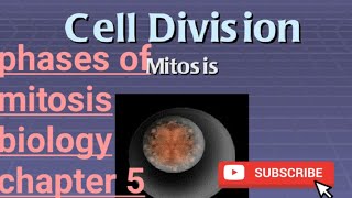 cell divisionmitosisstagessomatic and germ line cellmitosis kesy hotiThe vibes [upl. by Ettedualc]