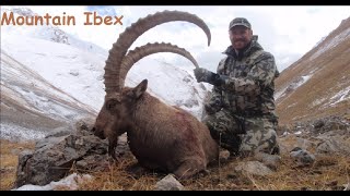 Ibex the animal that defies gravity and Nature Mountain goat Markhur [upl. by Wennerholn666]