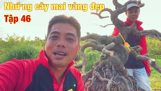 Những cây mai vàng đẹp tập 46  mai vàng bonsai  ngày 442024 [upl. by Oenire]