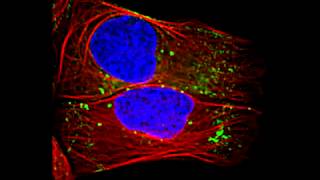 Endosomal transport along microtubules [upl. by Ymor]