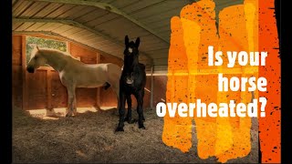 Heat and horses  Is your horse overheated [upl. by Collete]