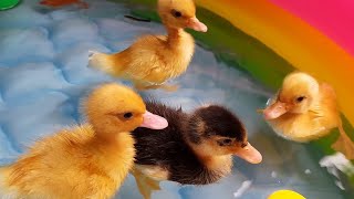 Funny duckling swimming in poolbaby ducklingfishkids farming [upl. by Neyr]