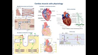 11  Cardiac muscle cells physiology [upl. by Ahsin]