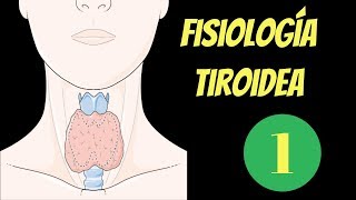 Fisiología de la tiroides síntesis y secreción 1 de 2 [upl. by Noivart]