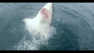 13 Ft Great White Shark breaches with Surfer in Jaws [upl. by Novaat]