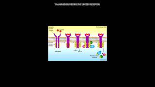 Enzyme linked receptorspharmacy pharmacology receptors shorts [upl. by Oech]