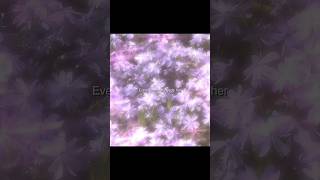 Every lavender needs her goviral relaxing babyx27 shortvideo [upl. by Liba]