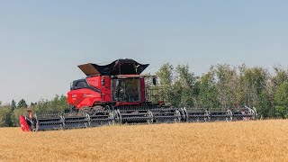 Case IH AF11 Harvesting [upl. by Schott]